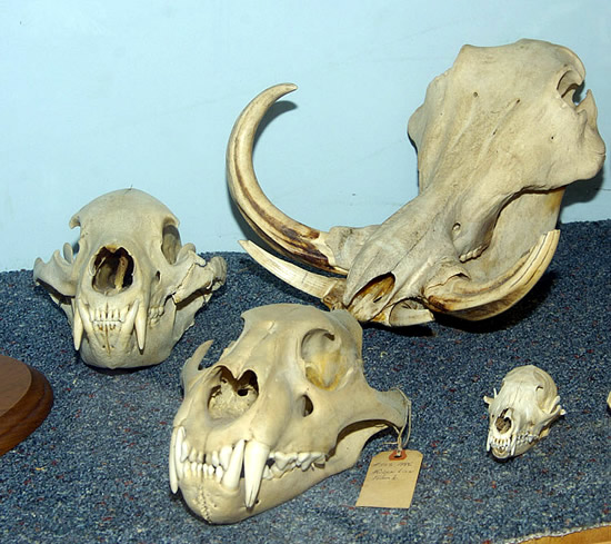 skulls for sale