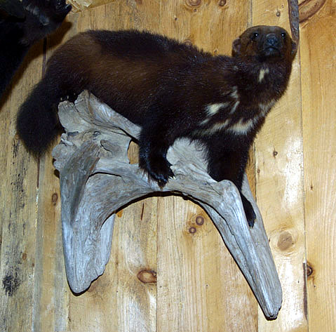 wolverine for sale